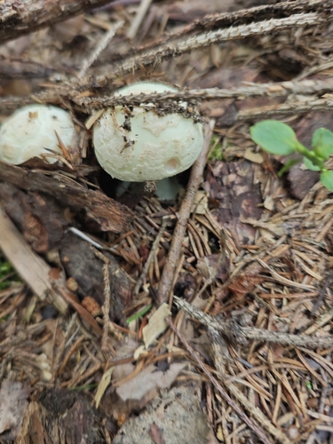 False Death-cap