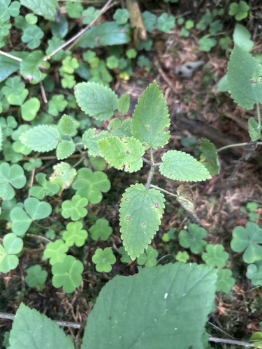hedge woundwort