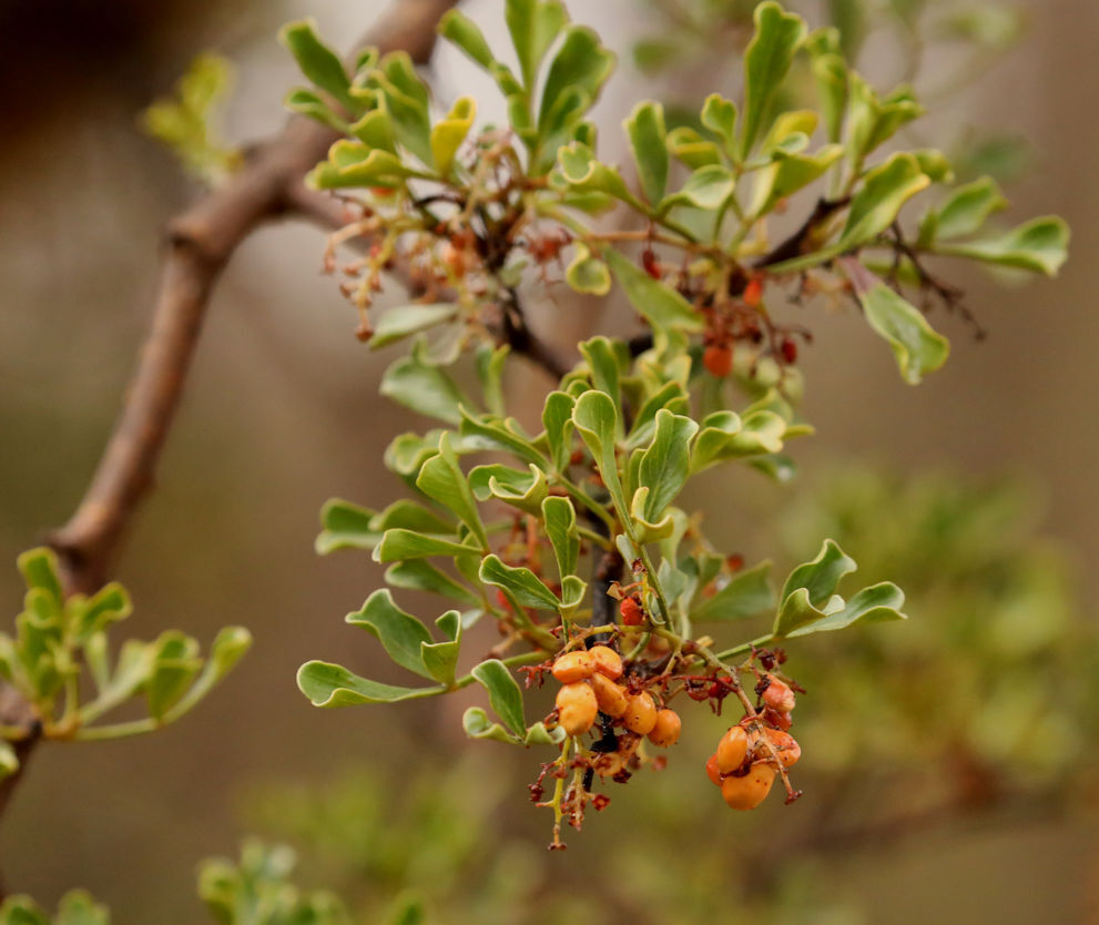 Searsia burchellii; photograph (c) Wynand Uys, some rights reserved (CC BY)