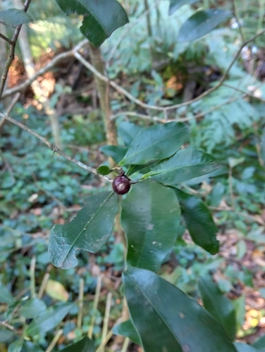Peddiea africana, photograph 2