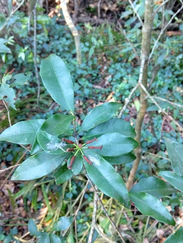 Peddiea africana, photograph 3
