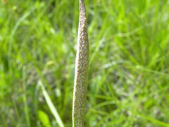 Puccinia hysterium