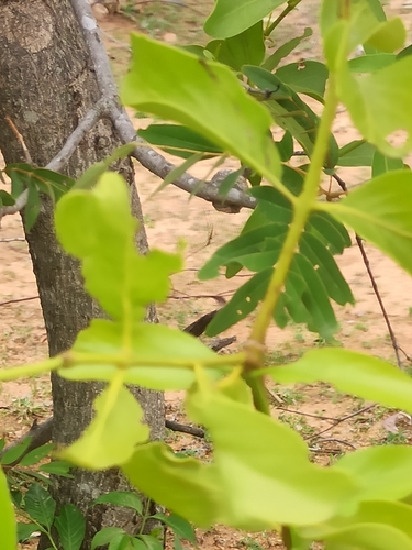 Dendrophthoe falcata observed 2026-09-19