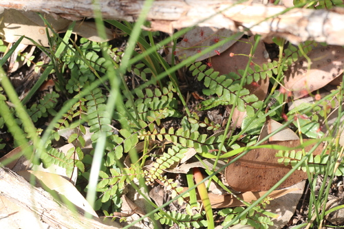 Lindsaea linearis, photograph 3