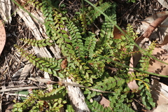 Lindsaea linearis, photograph (c) Hugo Innes, some rights reserved (CC BY)