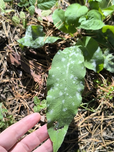 Pulmonaria mollis, photograph 2