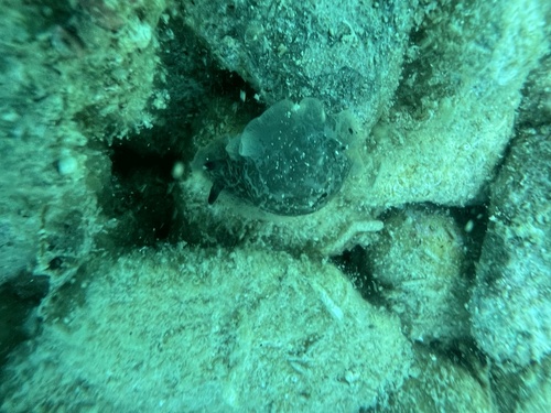Dendrodoris grandiflora