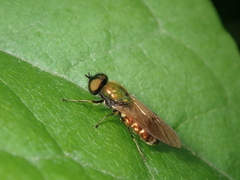 Chloromyia formosa
