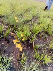 Tritonia gladiolaris