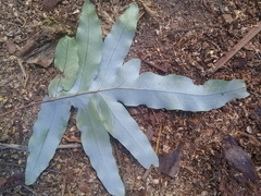 Phlebodium pseudoaureum