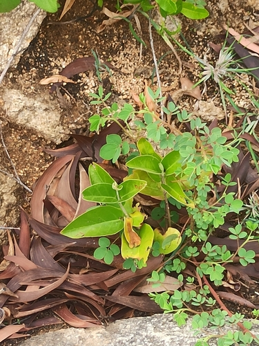 Vincetoxicum indicum, 2026-09-19