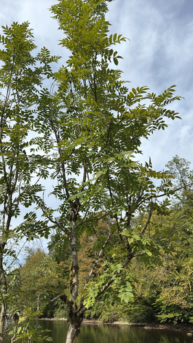 European ash