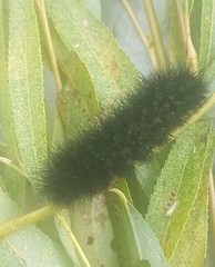 Arachnis zuni