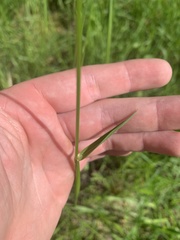 Alopecurus geniculatus