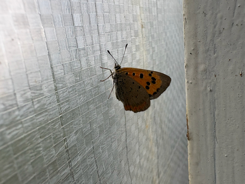 Small Copper