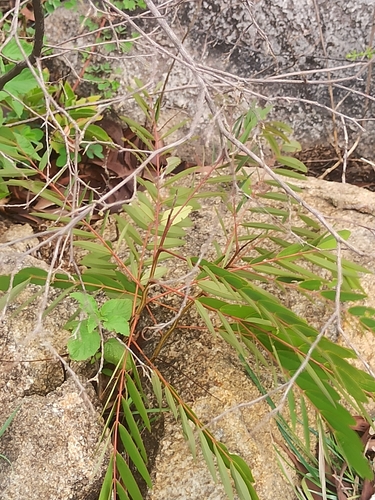 Senna siamea observed 2026-09-19