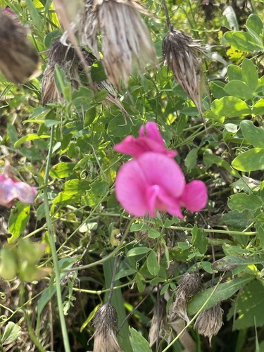 Lathyrus tuberosus, photograph 2