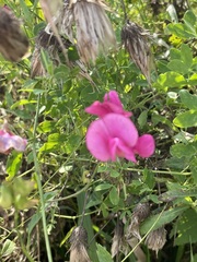 Lathyrus tuberosus, photograph author not stated, no rights reserved