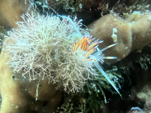 Cratena Slug
