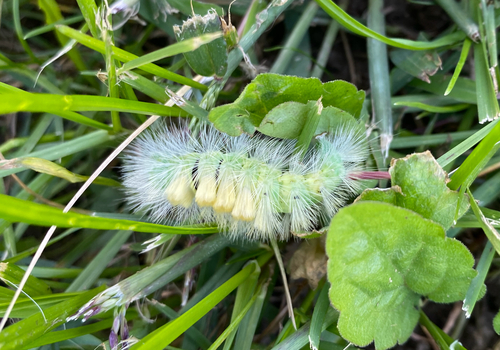 Pale Tussock Moth