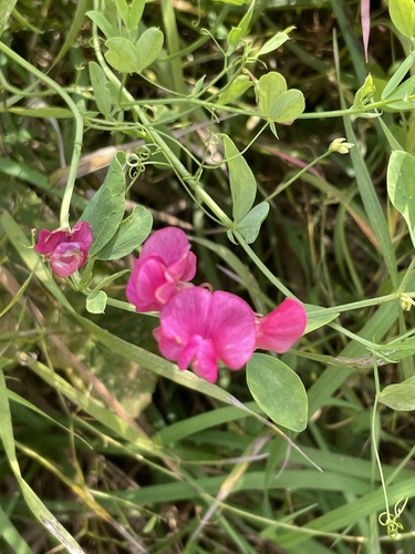 Lathyrus tuberosus, photograph 3