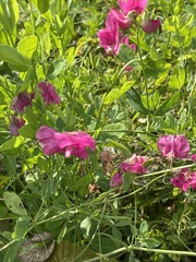 Lathyrus tuberosus, photograph author not stated, no rights reserved