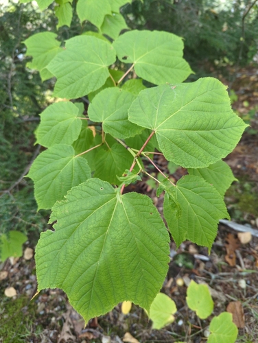 striped maple