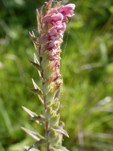 Red Odontites