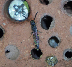 Monosapyga clavicornis