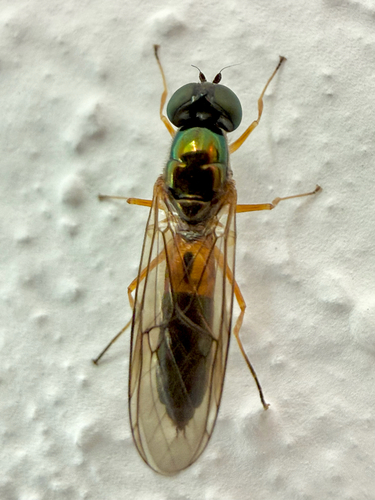 Twin-Spot Centurion Fly