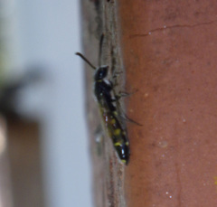 Monosapyga clavicornis