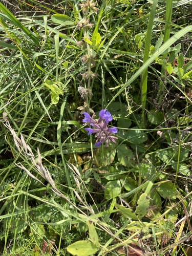 Salvia dumetorum