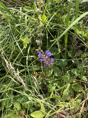 Salvia dumetorum, photograph author not stated, no rights reserved