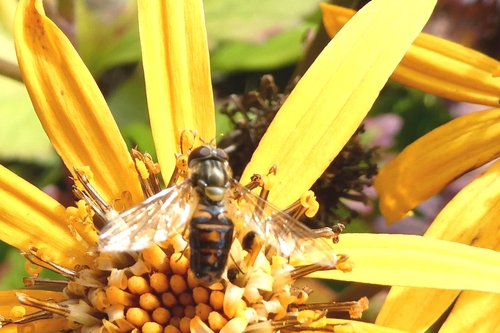 Marmalade Hover Fly