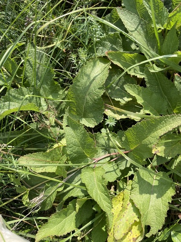 Salvia dumetorum, photograph 2