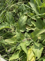Salvia dumetorum, photograph author not stated, no rights reserved