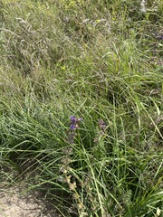 Salvia dumetorum, photograph author not stated, no rights reserved