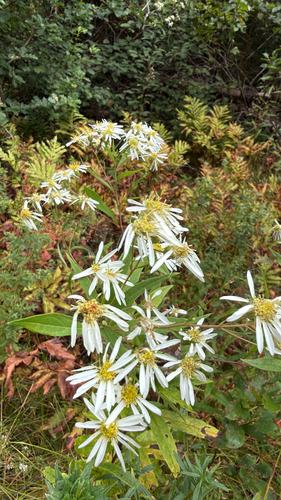 flat-top white aster