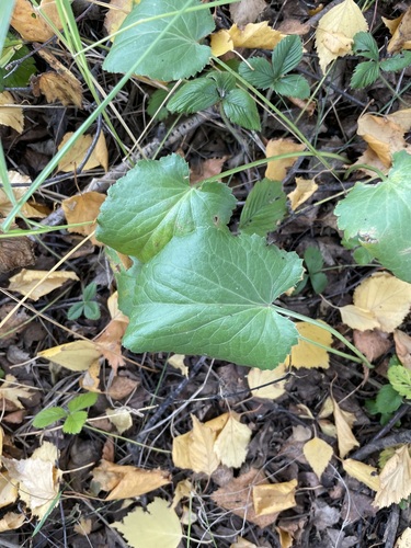 Eryngium planum, photograph 4