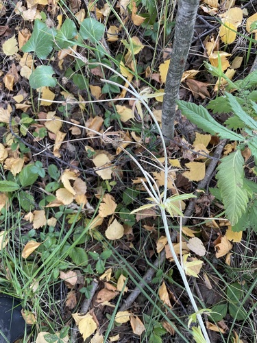Eryngium planum, photograph 5
