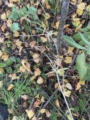 author not stated, no rights reserved Eryngium planum, photograph author not stated, no rights reserved