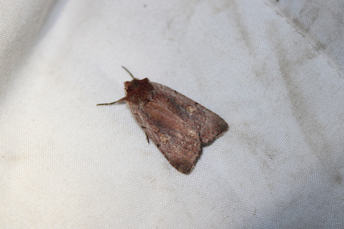 Dull Reddish Dart photo 4