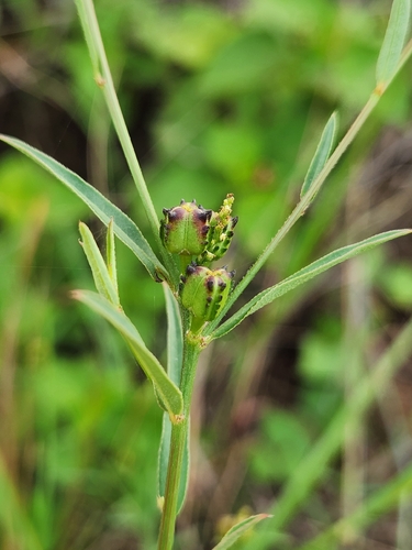 Microstachys chamaelea observed 2026-09-04