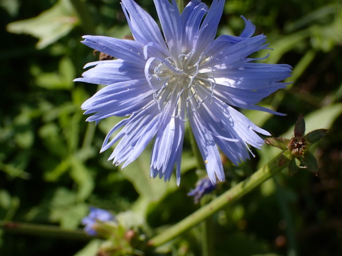 chicory