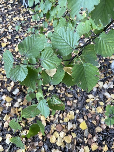 Betula pubescens, photograph 6