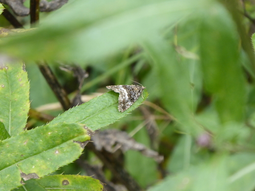 Marbled White-spot