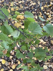 author not stated, no rights reserved Betula pubescens, photograph author not stated, no rights reserved