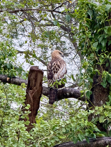 Ceylon Hawk-Eagle