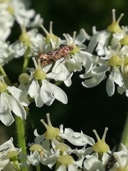 Anthophila fabriciana