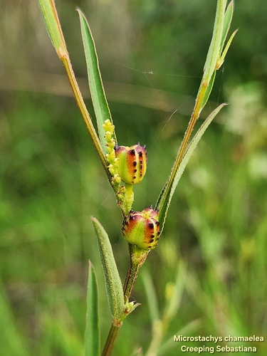Microstachys chamaelea observed 2026-09-04